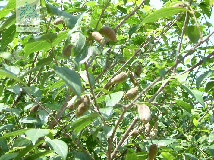 中药材腊梅花功效与作用,中药腊梅与腊梅花的区别