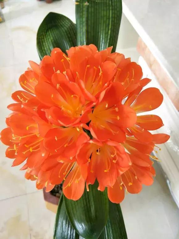 君子兰开花后变成三个头了咋养,君子兰怎样才能结子