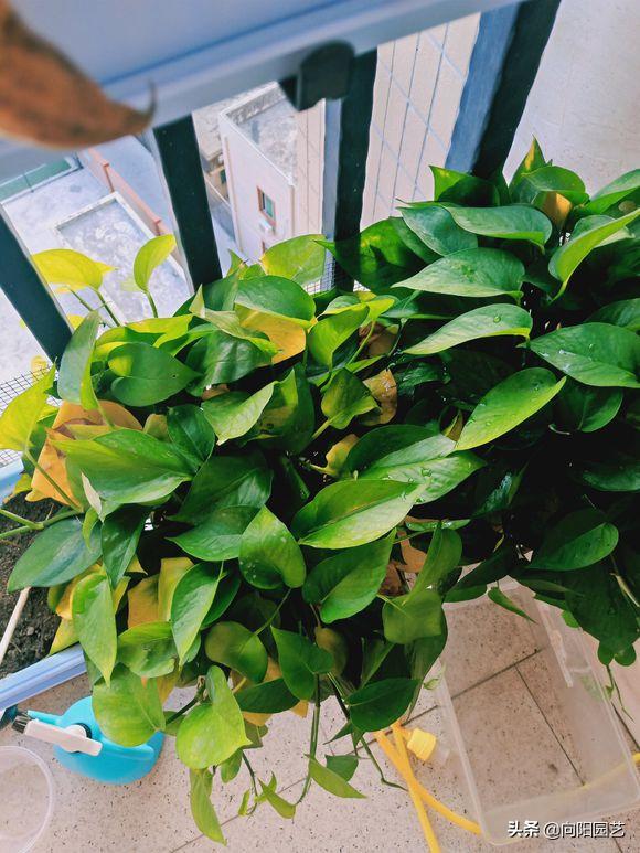 绿萝出现斑点黄叶子怎么办,绿萝叶子发黄用什么药最好