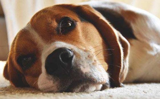 狗狗生病了不吃只喝水还流鼻涕,狗狗流鼻涕治疗方法