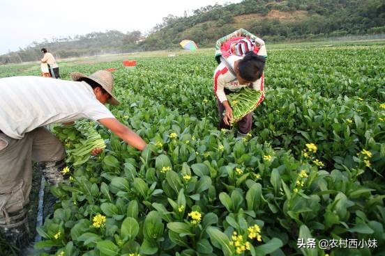 露天蔬菜种植怎样使用防虫网,蔬菜种植技术知识大全