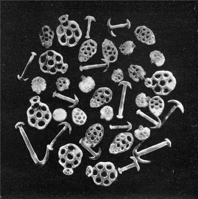 多条触手的海洋生物,50根触手的章鱼