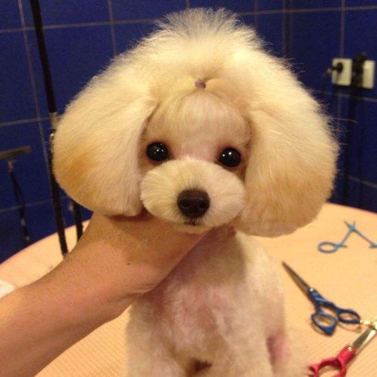 二狗泰迪,泰迪为啥会烂大街