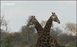 长颈鹿是怎么繁殖的,长颈鹿的繁殖方式是胎生还是卵生