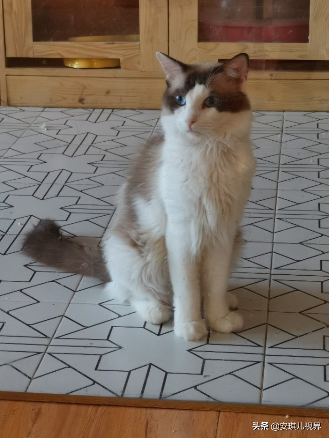 家有爱宠休闲式宠物店撸猫馆,宠物猫舍撸猫馆