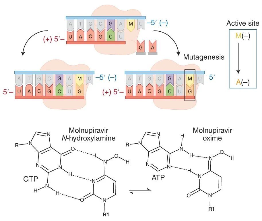 新冠国内特效药,新冠有效药最新消息