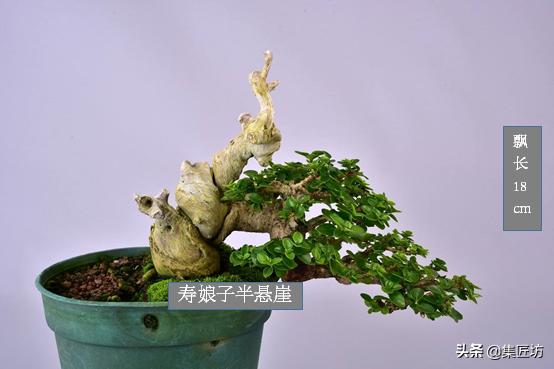 盆景舍利桩处理方法,盆景舍利杆上面的附着物怎么清除