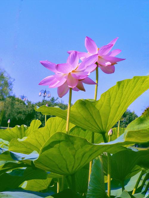 今天分享几十种荷花品种图鉴,荷花品种大全及名称图片