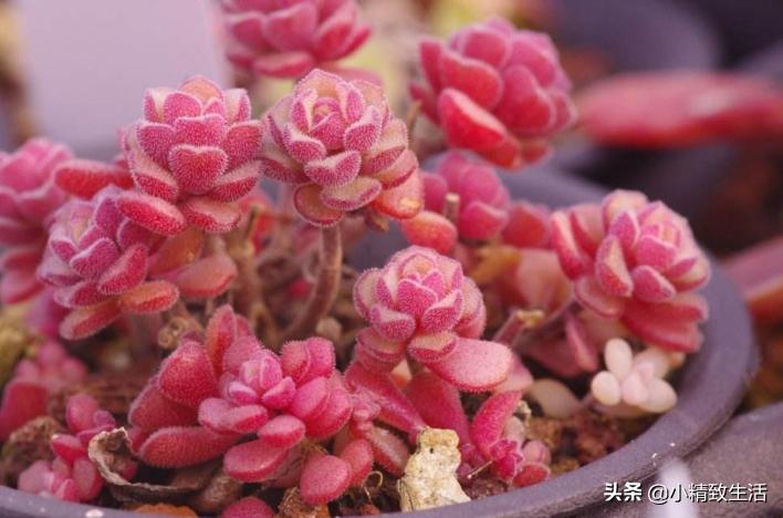 阳台养多肉怎么避免徒长,适合阳台养的多肉不容易徒长