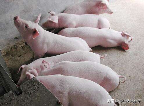 养殖猪预防传染病技术视频,养鸡与鸡病防治