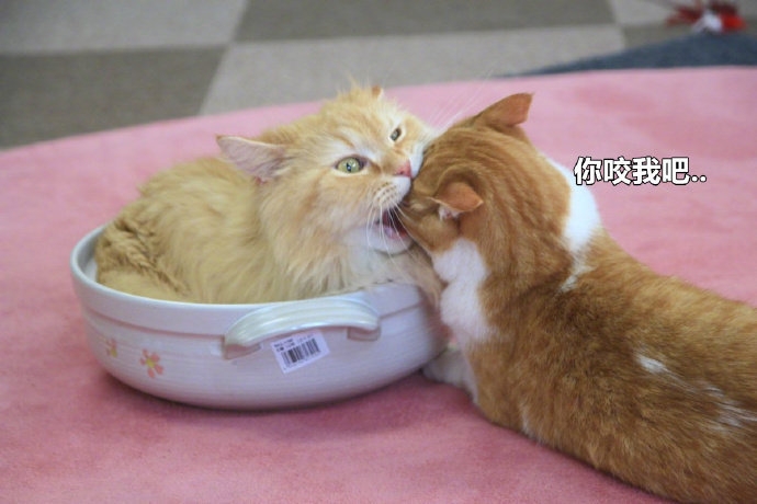 放下了七情六欲戴上金箍才能救你,带上金箍就不能有七情六欲了