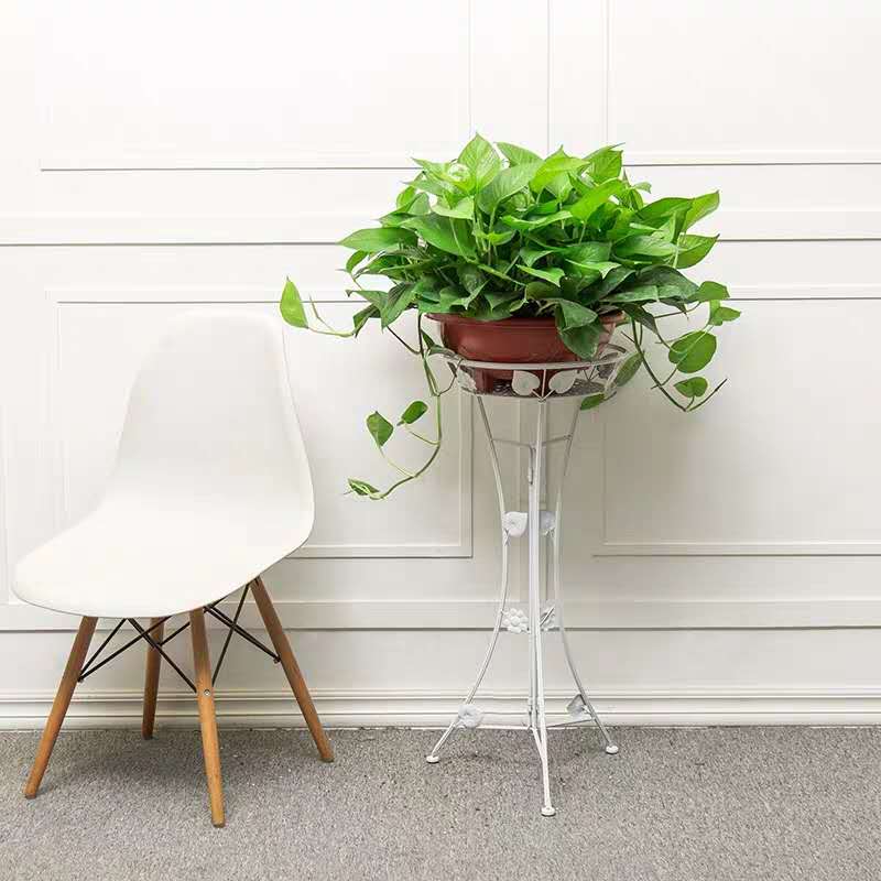 “绿萝”干叶尖,是因为缺水?还是因为空气湿度低?可别弄错了!