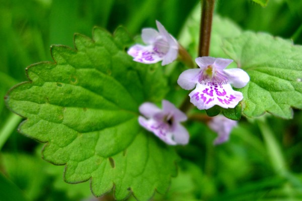 寓意健康长寿的盆景,寓意美好的盆景