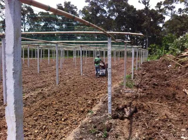 百香果如何种植效益好些,百香果最新高产种植方法