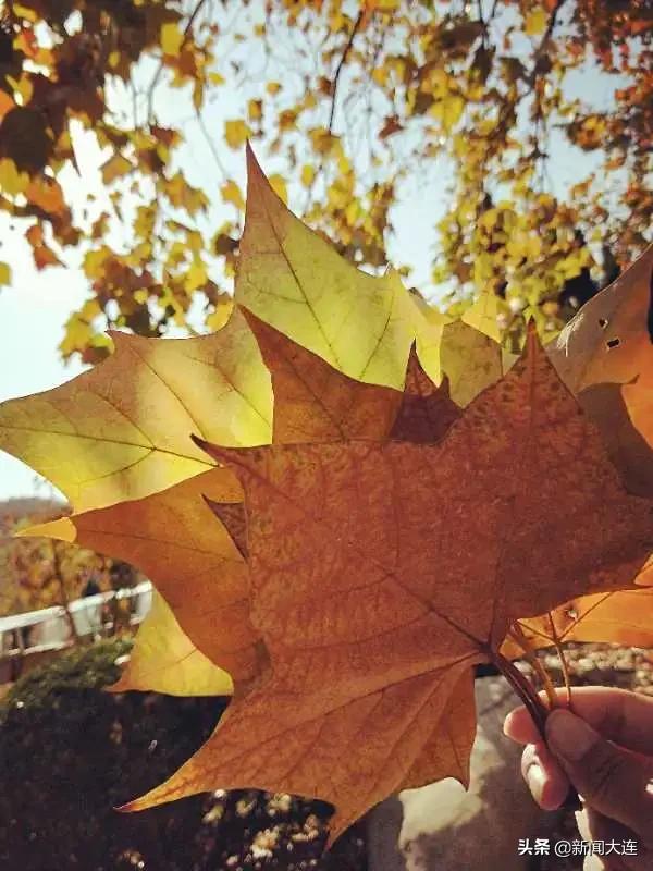 大连赏秋免费的地方,大连赏秋打卡地