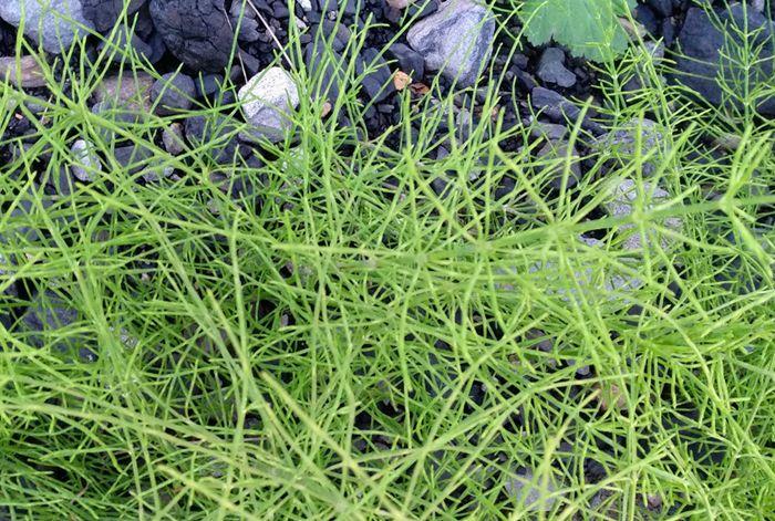 在农村治“牛皮癣”比城里好治是为什么？