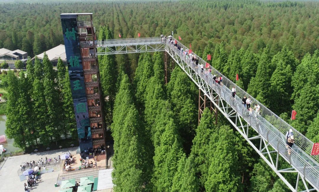 森氧之地，秋游必选！金湖万亩水上森林，真的别有趣味