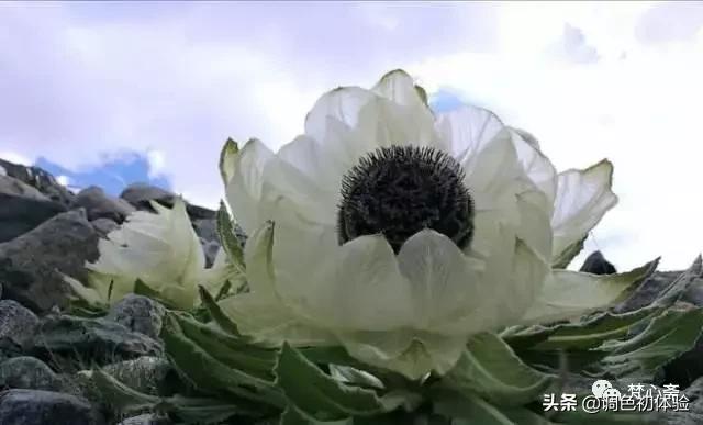 山上的雪莲花,山上雪莲的照片