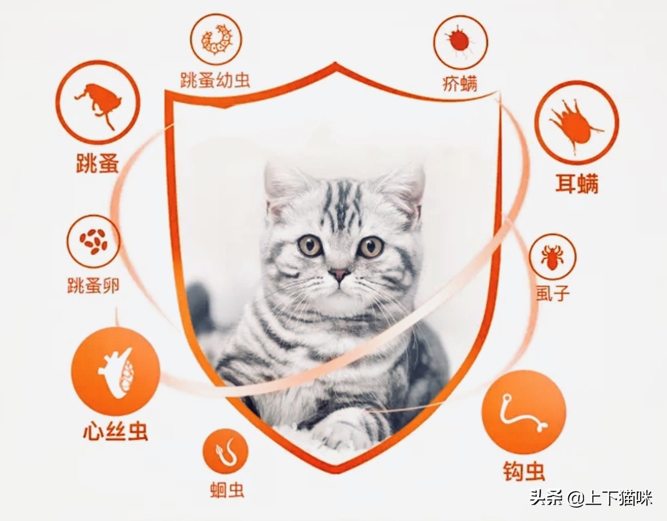 这是一篇有点痒的文章：我们一起来扒扒你家猫和跳蚤的故事