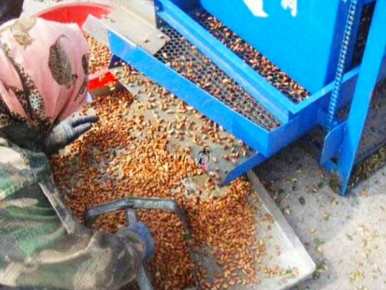 松树松子批发价多少钱一斤,今年白皮松子价格多少钱一斤