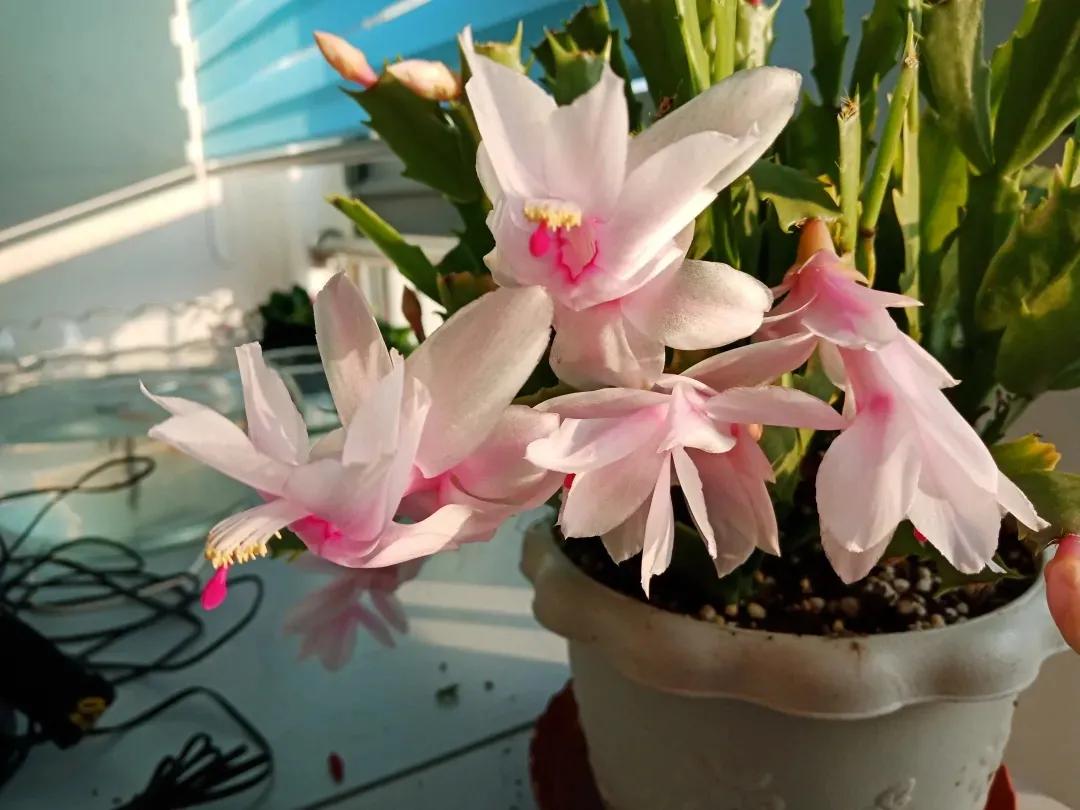 15种蟹爪兰品种介绍,蟹爪兰哪些品种好看