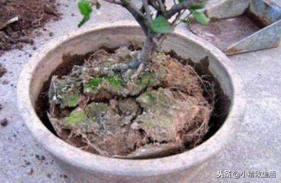 花草蔫了的原因,花草为什么烂根黄叶