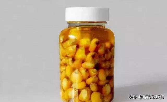 野鲤鱼爱吃什么饵料,野生鲤鱼用什么料钓最好