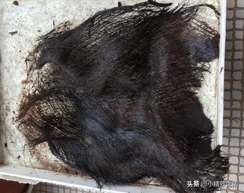 用矿泉水瓶子种绿萝,大矿泉水瓶养绿萝造型