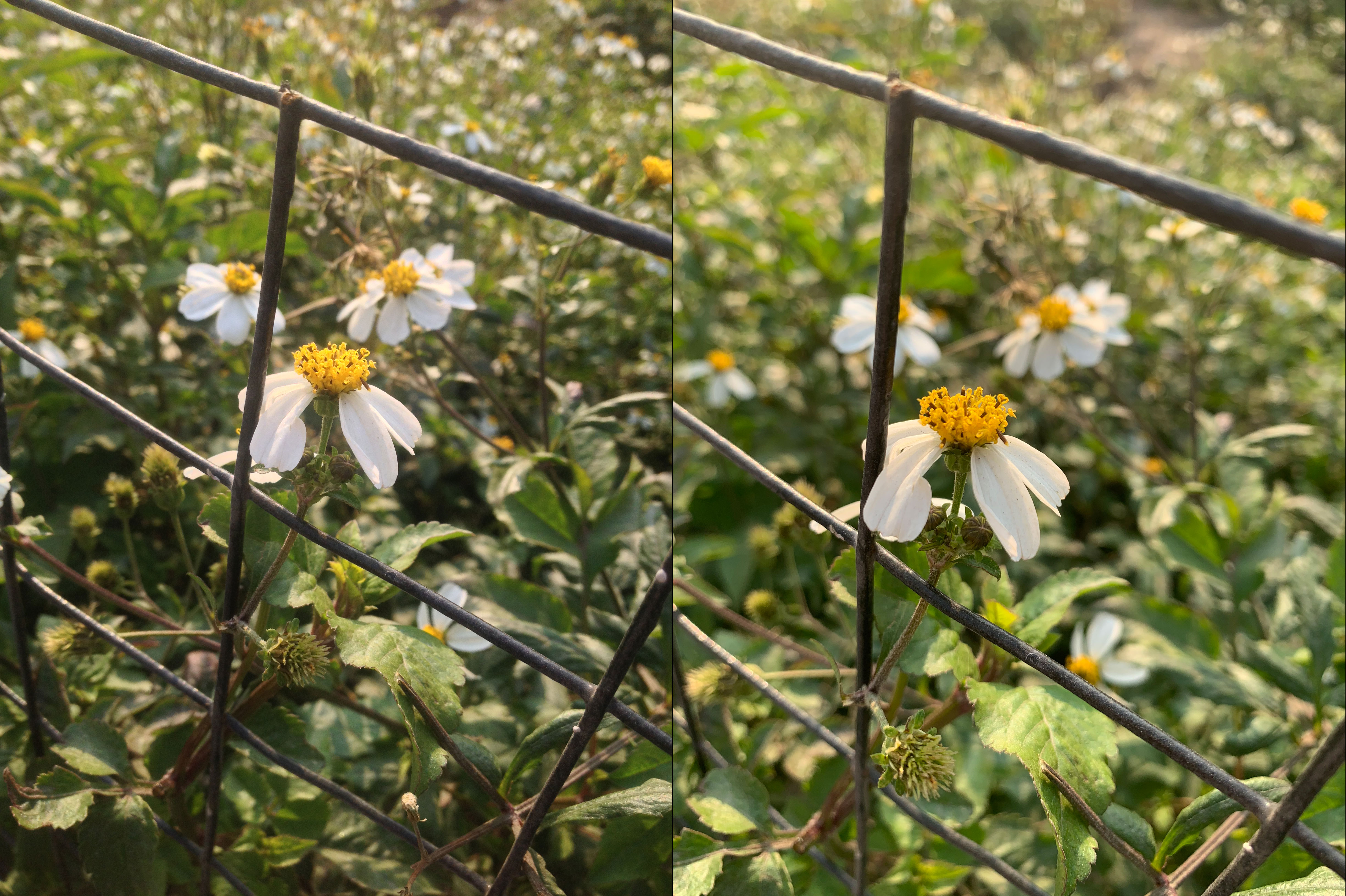 iphone12与iphone12pro拍照对比,十年前的iphone4s依旧很流畅