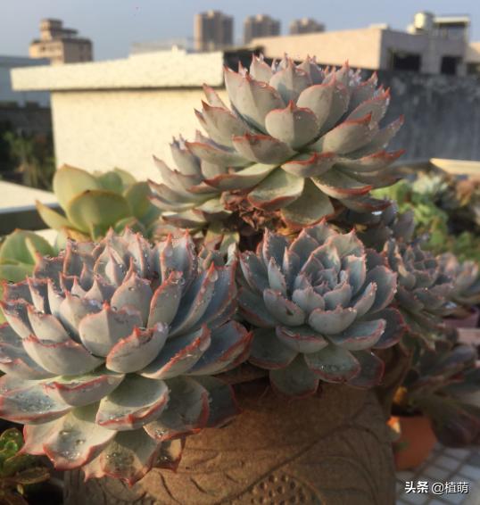 蓝石莲能露养吗,蓝石莲的养殖方法和注意事项