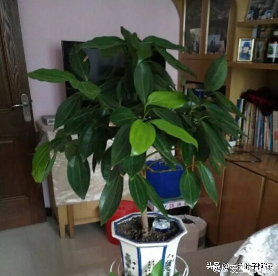 自制养花水配方除臭,养花自制10种消毒水不招虫不烂根