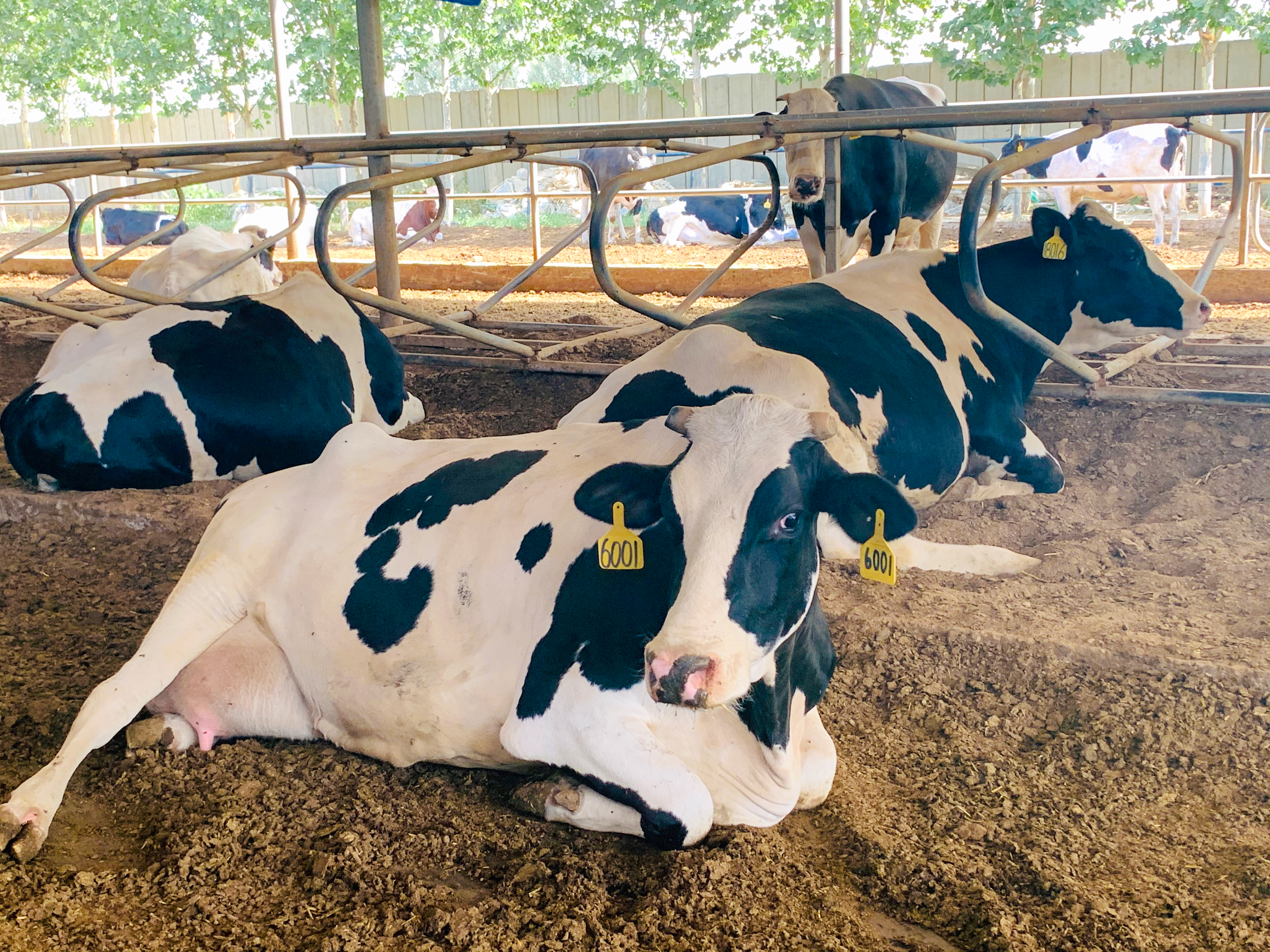 閮戝窞涓嵎涔充笟鐗涗赴閰稿ザ,涓嵎涔充笟鐗涗赴閰稿ザ閮戝窞