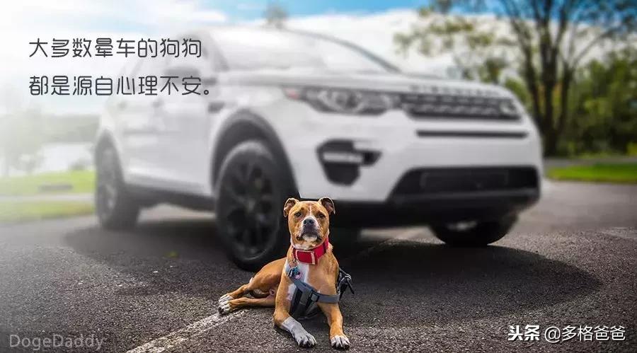 带狗狗长途旅行狗狗晕车怎么办,你家的狗狗会晕车么