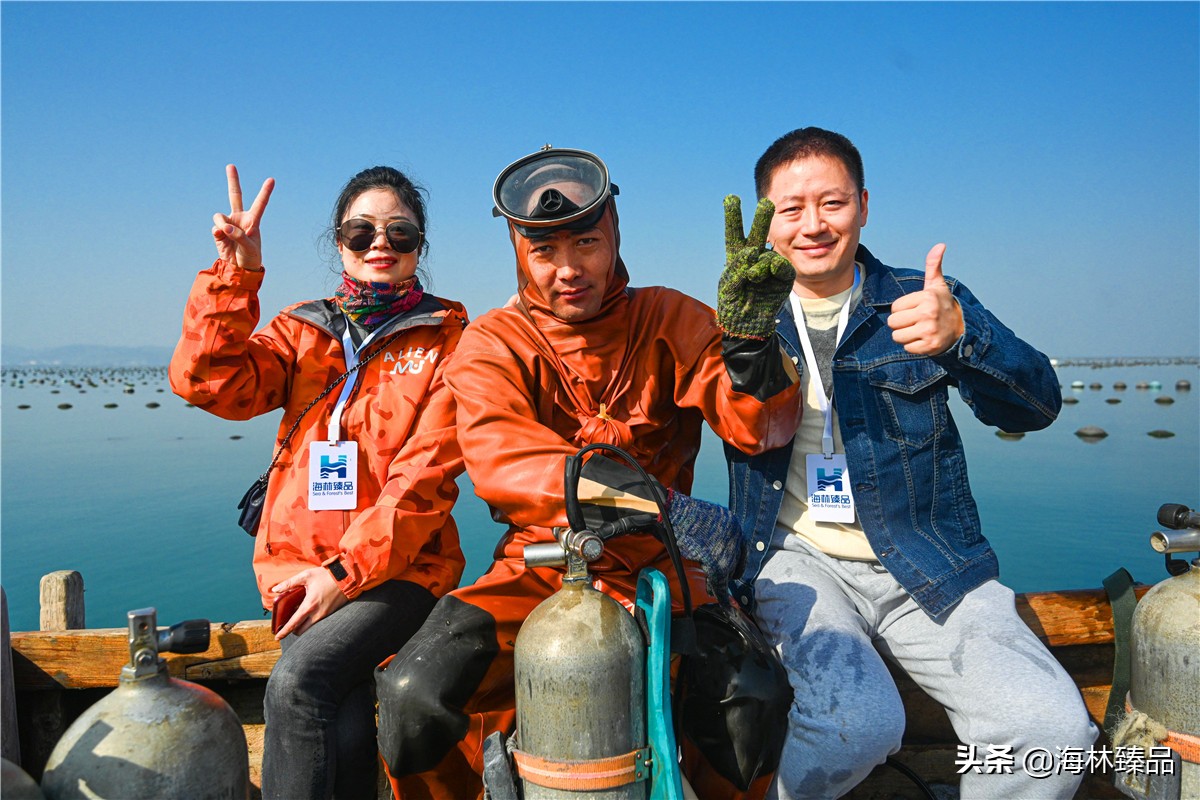 野生海参探店,野生海参采捕视频大全