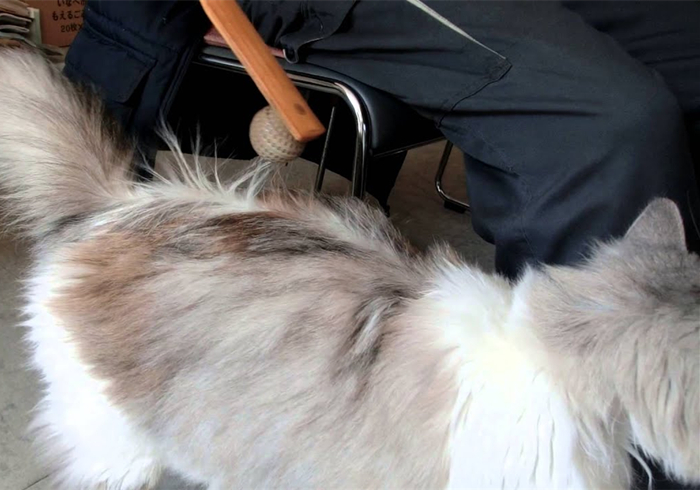 猫静电吸灰小妙招,冬天撸猫有静电怎么办