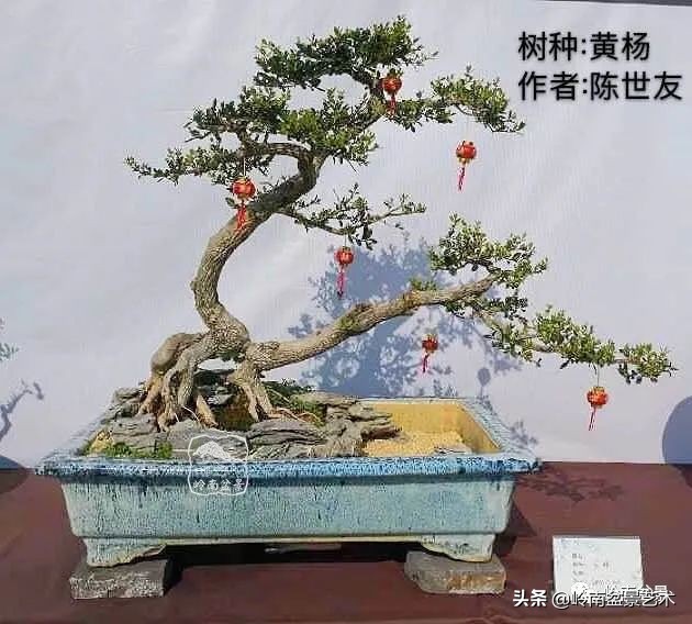 广东的盆景有哪些,适合广东玩的盆景