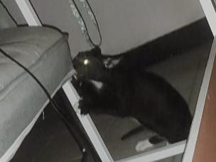 盖雪:信女愿一生荤素搭配,祈望这只拆家啊不,旺家猫找到新家