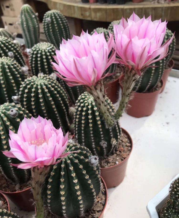 101个仙人球品种,101种仙人球开花图片