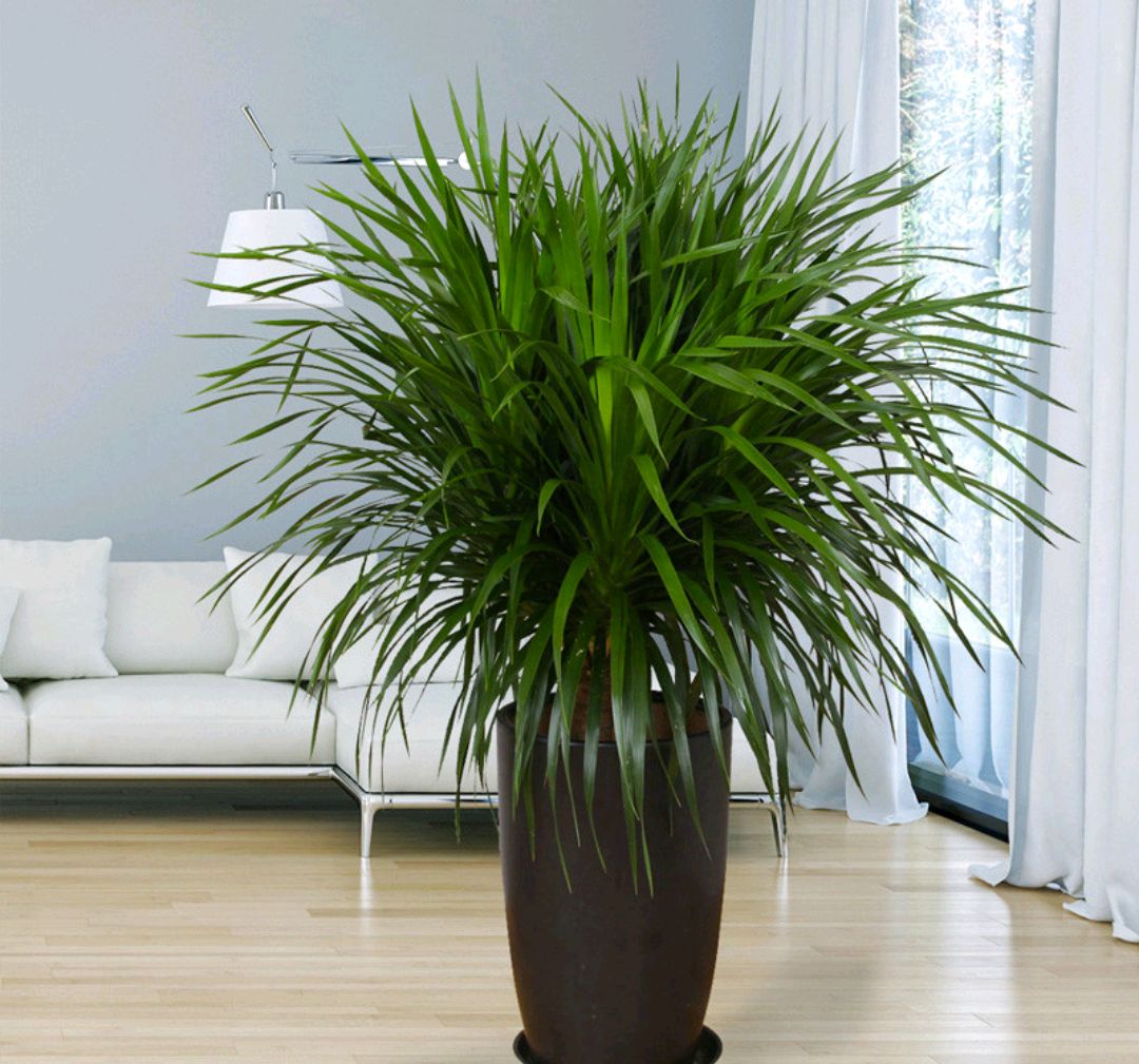 100种绿植大全,50种盆栽绿植花卉大全