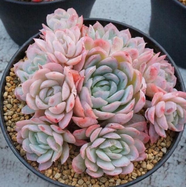 5种自带“体香”的多肉植物，阳台养一盆，香喷喷