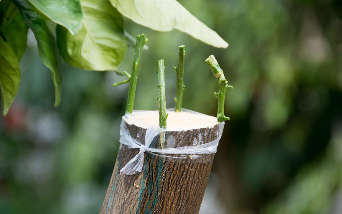 种植名贵树致富经全集,树木种植致富好机会