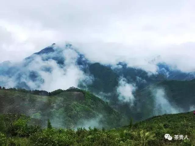 茶眼看陕西最新视频,茶眼看陕西
