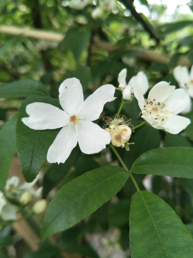 野外的石头能捡回家吗,野外的水烧开了能喝吗