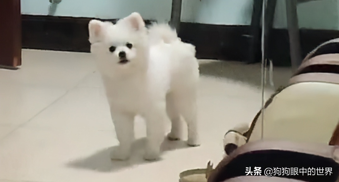 流浪狗治愈抑郁症,没想到自己竟然得了重度抑郁症