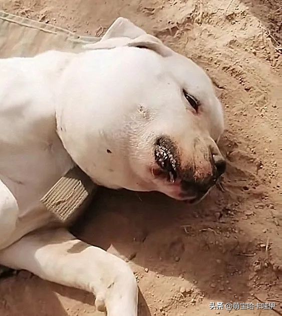 狗狗嘴巴突然肿了是过敏吗,狗狗嘴巴被咬了个洞肿起来了