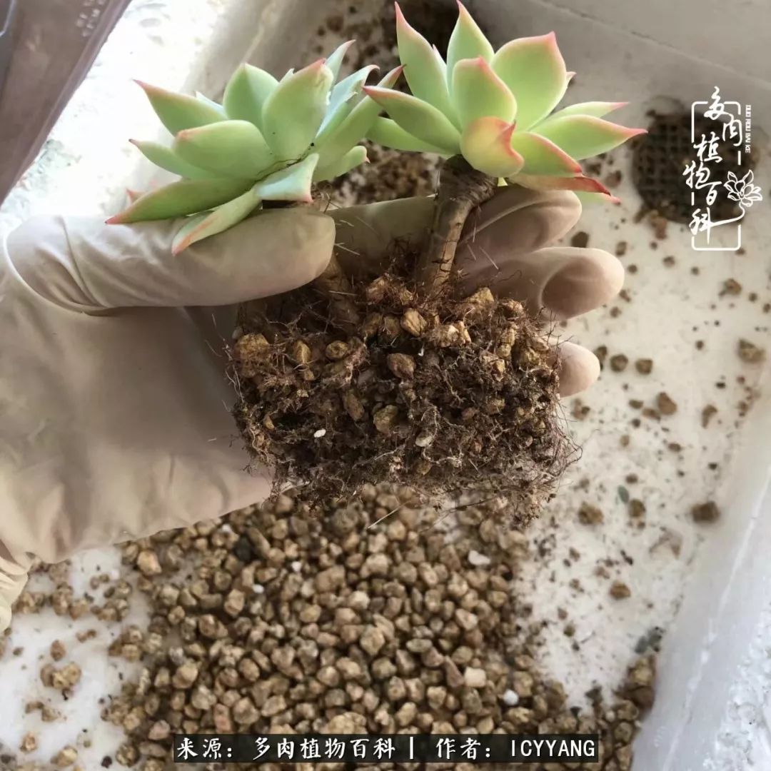 室内阳台多肉的养护方法,景天多肉养护