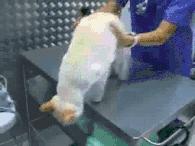 猫咪精力太旺盛还咬人怎么办,猫咪最近脾气暴躁咬人怎么办