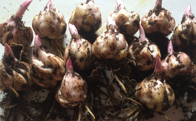 香水百合怎么养图片视频讲解,香水百合开花阳台弥漫花香