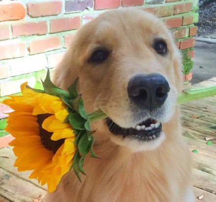 金毛和拉布拉多养谁最好,这辈子养的狗狗