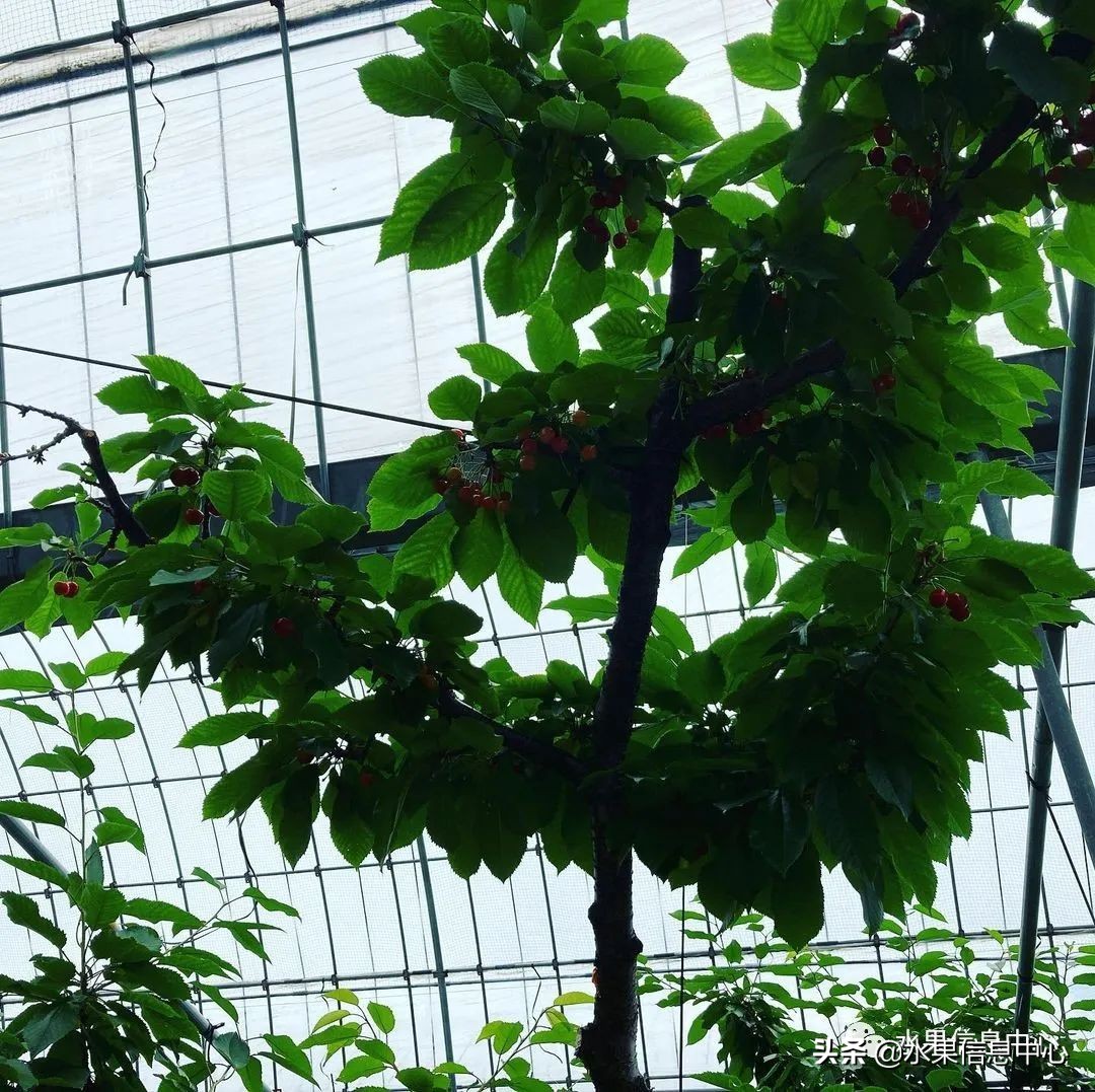 卖樱桃8块一斤十五块两斤的视频,一斤樱桃多少钱